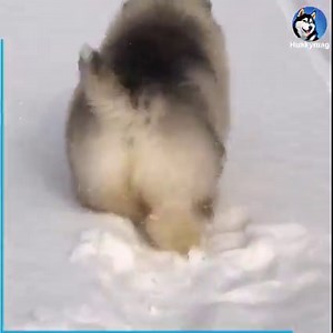 Clumsy flufbutt 🐶😅😘 | Huskymag