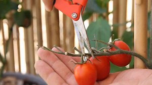 Step-by-step guide to growing grape tomatoes for maximum yield