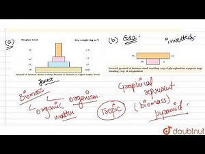 Draw the pyramids of biomass in sea and in a forest. Explain giving reasons why are the two