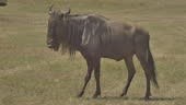 Africa - Wildebeest with broken leg