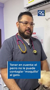 #Noti90 ¿Existe el moquillo en gatos? 😺🐈🦠Ante el brote de moquillo en perros en Cali, el médico veterinario Óscar Sánchez, nos explica si hay o no 'moquillo' en gatos. El moquillo en gatos o también llamada panleucopenia felina, es una enfermedad viral que suele ser grave si no se atiende a tiempo. 📌Importante: "el moquillo de los perros es imposible que se contagie a los gatos". | Noticiero 90 Minutos