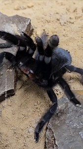 1M views · 9.9K reactions | Scientists have discovered a new tarantula genus with uniquely long sex organs. Named Satyrex, after the famously well-endowed satyrs of Greek mythology, the four species in this new genus have massive male genitalia that dwarf those of other tarantulas—likely an evolutionary response to sexual cannibalism. Read more: https://on.natgeo.com/3XV20gg | National Geographic Science | Facebook