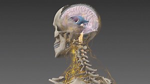 2.4K views · 85 reactions | Discover the functions of the nervous...