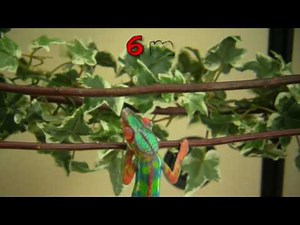 Chameleons for sale - How a panther chameleon develops it's first colors.