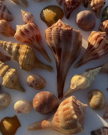 Gorgeous ! Whelks, horse conchs , moonsnails, banded tulips ,scallops , nutmegs, king crowns , gaudy naughty & much more. Such vibrant shells in all colors .Don’t miss out… come join us. 239-571-2331 www.treasureseekersshelltours.com 🐚 🐚 Only Collect Empty Shells 🐚 🐚 🐚 🐚 #shells #shellers #lovelife #shellmarcoisland #shellkiceisland #treasure #treasureseekersshelltours #goodvibes #goodtimes #sandy #bestbeachesintheworld #nature #naturelovers #eco #boatlifestyle #boat | Treasure Seekers She