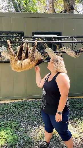 128 reactions · 5 comments | Meet Riann, our two toed sloth. Hear her story of how she came to be at our facility, as well as many interesting facts, presented by staff member Holly, our Zoologist. For ways you can help, please click our poplme.co/bwm link in our bio, thank you for your support! #sloth #rescueanimal #exoticrescue #sanctuarylife | Because We Matter | Facebook