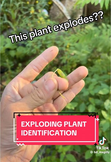 Identifying the Exploding Plant Behind Magilly's Rants