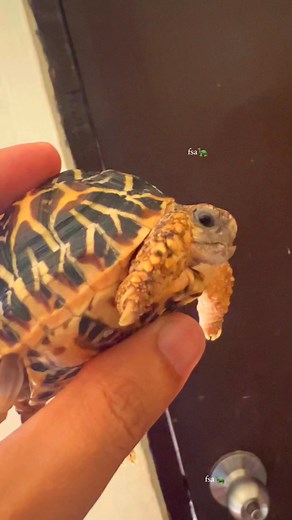 Tarra’s beak needs trimming 🐢😊🌟⭐️ #tortoise #tortoiselife #tortoiselovers #tortoisecare #petcare #exoticreptiles #LegalPets #AnimalCare #animallover #petlovers #pets #reptiles #reptilekeeper #reptilelover #reptilesofinstagram #indianstar #indianstartortoise #LegalPets #kwentomosapagong | Famel Antonio