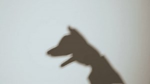 Ombre à main à mise au : vidéo de stock (100 % libre de droit) 3947673065 | Shutterstock