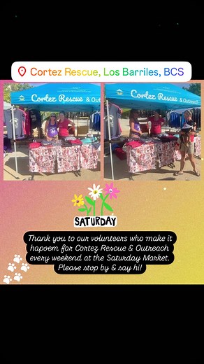 #losbarriles #saturdayvibes #saturdaymarket #rescuedog | Cortez Rescue, Los Barriles, BCS
