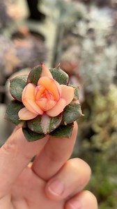 Echeveria Monocerotis variegated 😘 | Noona succulent