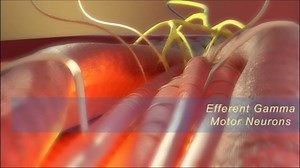 Muscle Spindle Fiber: Structure and Function | Medicine E-Library