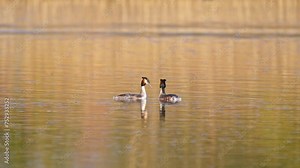 Great crested grebe - Podiceps cristatus - medium-sized water birds perform a pair mating ritual on a lake by the shore overgrown with reeds, summer day.