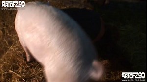 Zoo ArtOfZoo Ks Farm Sex with dogs and pigs, assworktogether