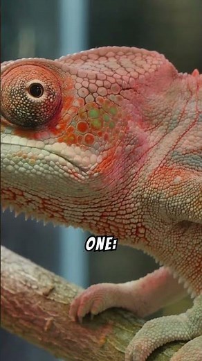The truth about lizards