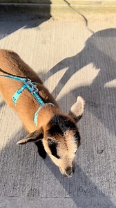 3.9K views · 11 comments | Another gorgeous day on the farm, all...