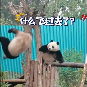Panda fails compilation — all the tumbles, all the drama! 🐼💥 #APandaADay #PandaFalls | ShanghaiEye