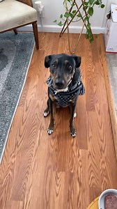 1.7K views · 57 reactions | Bruno can't get enough of his gloop! ❤️ #DogLover #PuppyJoy #Bruno #GloopFun | Joe Kay | Facebook