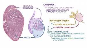 Video: Testis, ductus deferens, and seminal vesicle histology - Video Explanation! | Osmosis | Osmosis