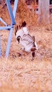 Better Luck Next Time #animals #nature | carnavaldeluruguay.com