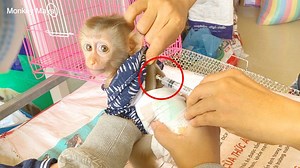 This Morning Mom Bring Princes Maya To Visit Vet To Get The Monkey To Vaccinate | Monkey Free
