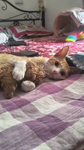 2.9K views · 47 reactions | Very possessive about my toys.... #cat #cats #catsofinstagram #catlover #catlife #catmemes #catlovers #cats_of_world #cats_of_instagram #catlove #tabbycat #tabbycats #morning #pune #bed #pets #pet #pawtner #sleep #catloversclub #instacat #ride #catoftheday #catlove #photooftheday #pootd #parntner #meerajoshi #animals #softtoy #softtoys | Meera Joshi | Facebook