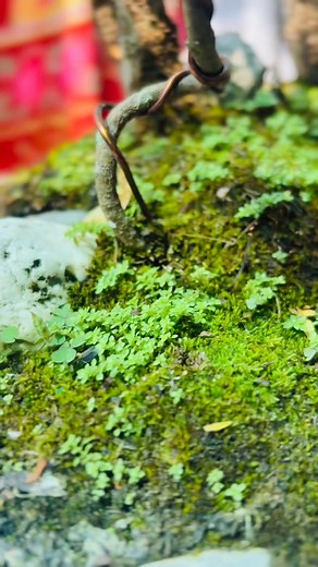 Miniature forest walk-around #BonsaiLovers #bonsaitree #bonsaiforest #khoijuman | Madanwahengcha Luwang
