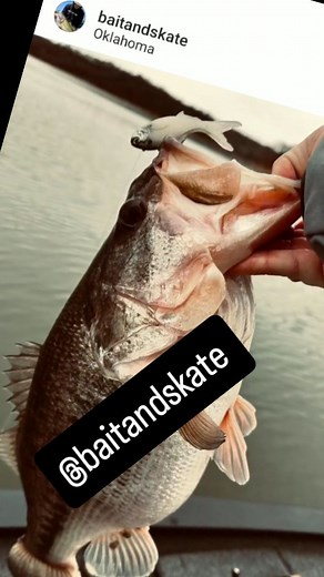 #316levetator.....🔥 #316LURE #swimbait #swimbaits #glidebait #glidebaits #madeintexas #madeinamerica #texasswimbait #texasswimbaits #bassmaster #lakefork #largemouth #smallmouth #spottedbass #topwater #weedless #bigbait #JESUSSAVES ##doublehashtagJesussaves #jesuslovesyou | 316 Lure Company
