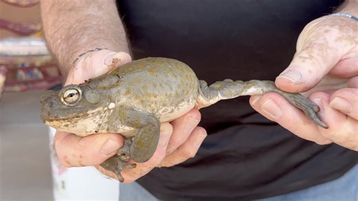 Poisonous toads pose danger to pets during Monsoon’s storms