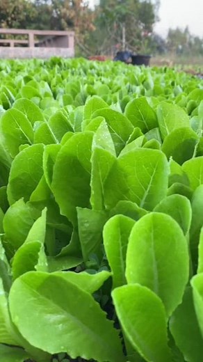 กรีนคอส เน้นๆ #ปลูกผัก #ปลูกผักกินเอง #ผักอินทรีย์ #ปลูกกรีนคอส #กรีนคอส🥬💚 #ผักสลัดอินทรีย์ #ผักออแกนิก #กรีนคอส