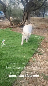 3.6K views · 233 reactions | SE CONDIVIDETE NON VI CASCA IL DITO EH...