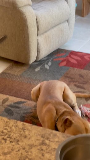 Pet Sitter Karri on Reels