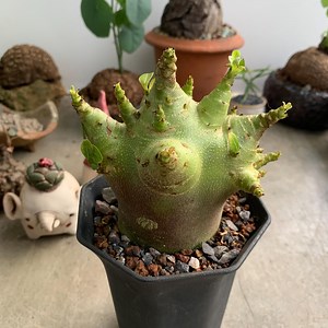 Bonsaï exotique Adenium Arabicum 'Omega' Rose du désert - Etsy France