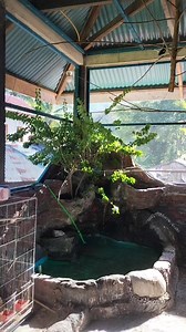 26 reactions · 18 shares | KICAU BURUNG KACER DAN LOVE BIRD MALU-MALU #reels #fyp #viral #burungkacerlovebird | Taufik Jellyta Adv | Facebook