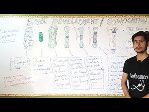 Bone Development|Bone part 6|Bd Churasia|General Anatomy|Chapter 2 |Ossification|Osteogenesis| Anees