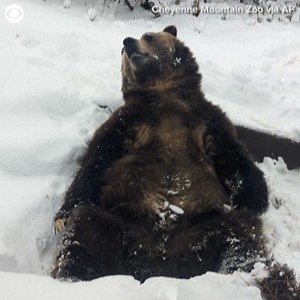 BEAR-Y RELAXING: Digger the grizzly bear was seen relaxing and catching snowflakes on his tongue at the Cheyenne Mountain Zoo in Colorado recently. The zoo said grizzly bears' fur and extra weight keeps them warm in the cold weather. | CBS 58