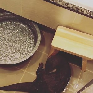 63K views · 3.7K reactions | Otter had fun with the water credit: https://www.instagram.com/ponchan918/?hl=en | Otter | Facebook