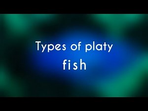 Types of Platy Fish