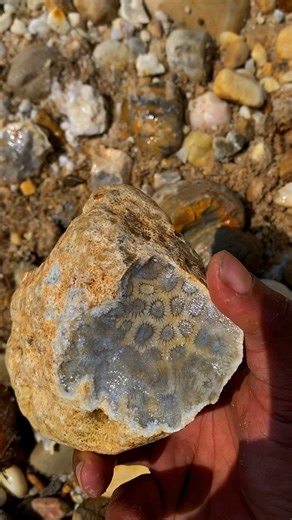 the discovery of the beautiful lotus stone #gemstones #jade #agate #diamond #petrifedwood #fyp #fypreels | Gemstone Explorers