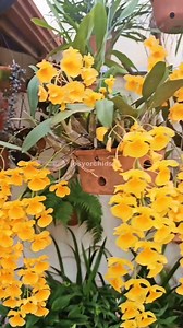 12K views · 1.3K reactions | Bela dendrobium aggregatum!殺 | Josy Orchids | Facebook