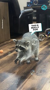 Most adorable bubble popper 🦝 | ViralHog