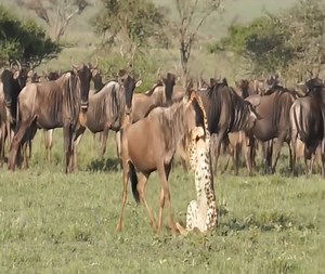 907K views · 3K reactions | 500 wildebeest stood in bewilderment watching their fellows being killed by cheetahs | Xuân Amazing Wild | Facebook
