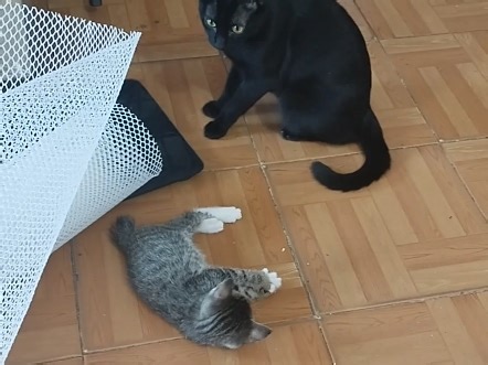 超凶狸花大战闷骚玄猫