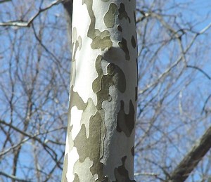Platanus occidentalis - Alchetron, The Free Social Encyclopedia