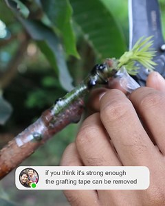75K views · 2.8K reactions | Easy steps to graft mangoes, in just minutes | Grafting Examples | Facebook