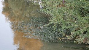 Обыкновенный болотник, также известный как водяной: стоковое видео (без лицензионных платежей), 3989794699 | Shutterstock