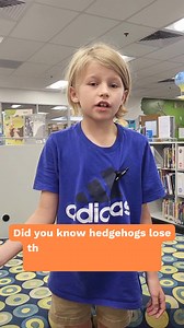 2K views | Happy Fun Fact Friday! Hedgehogs are pretty cute critters who are also immune to some poisonous plants, which they eat before licking their spines to hide their scent from predators or give them a nasty shock if they attack. #ccsdprek12 #dedicatedtoexcellence #engagement | Cherry Creek Schools | Facebook