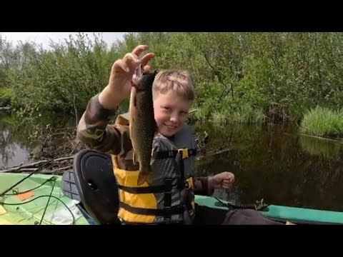 Wild Native Maine Spring Brook Trout: Teach the Next Generation #trout #troutfishing #mainefishing