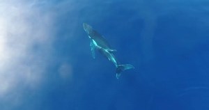 2.2K views · 84 reactions | Off the coast of LUX* Saint Gilles, we encountered an extraordinary ocean ballet. #luxmoment | LUX* Resorts and Hotels | Facebook