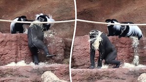 Affen jagen jungen Gorilla im Zoo